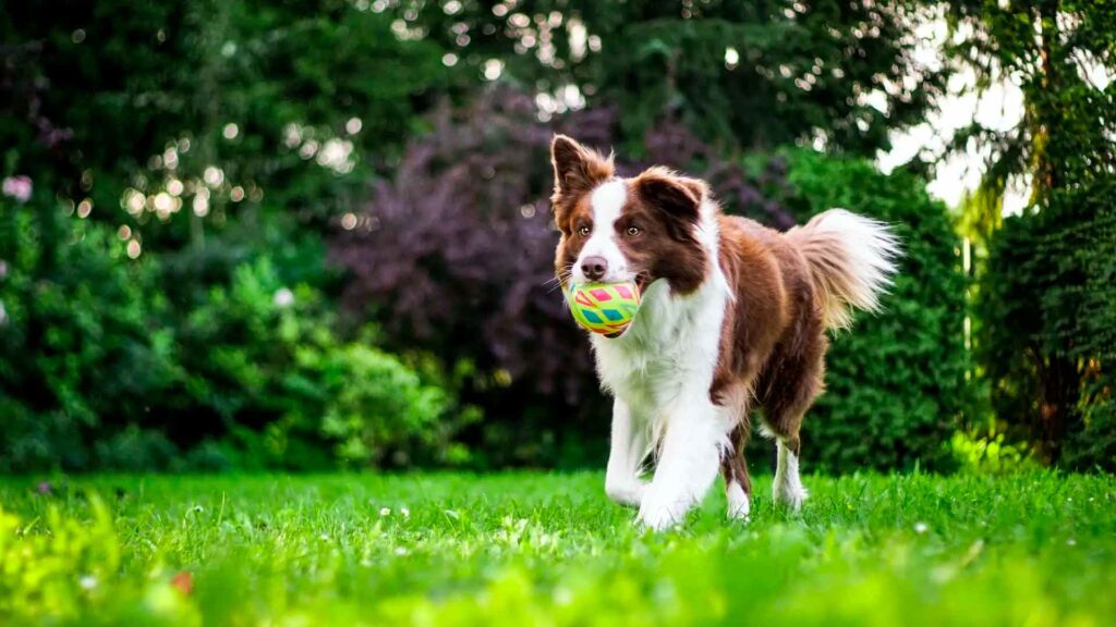 seguro para perros | DKV Blanes